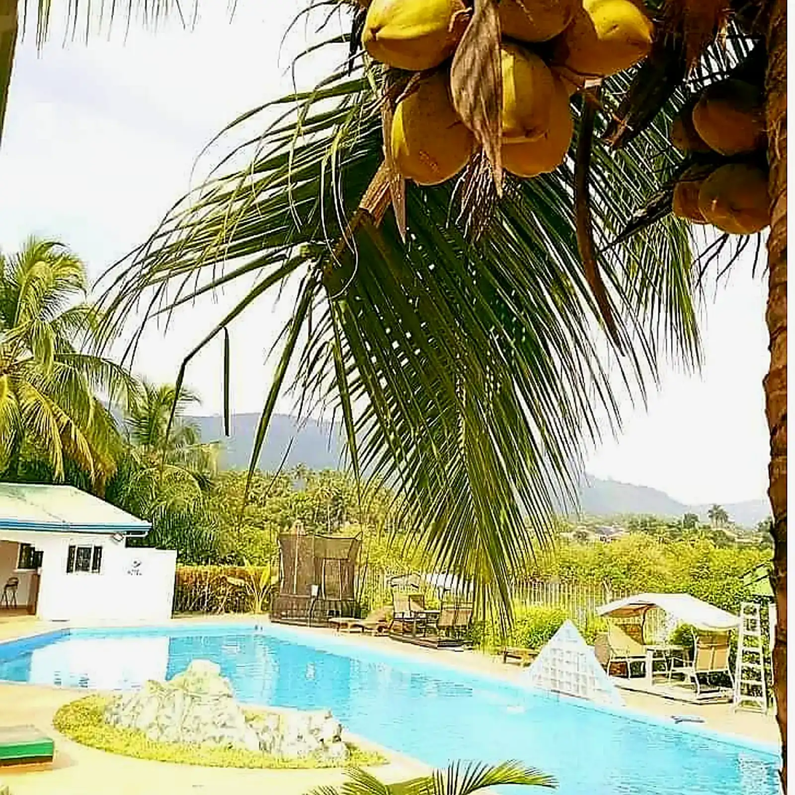 Piscine — cocotiers et détente